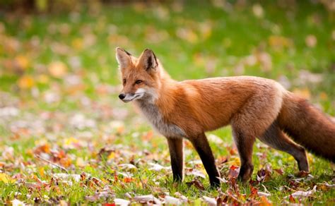 olx red fox|New OlxRedFox's Porn Videos 2024 .